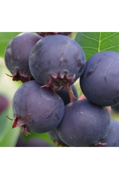 Amelanchier Honeywood плоди